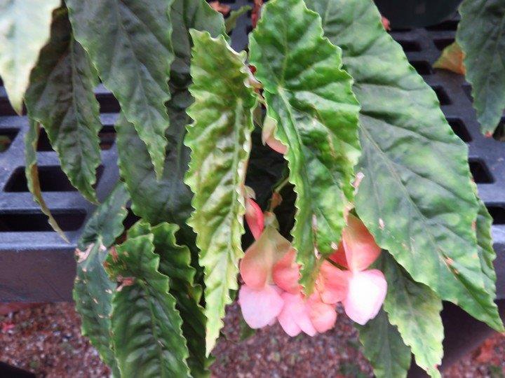 B. ‘False Lubbersii’